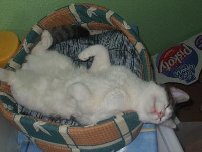 Xindlíci