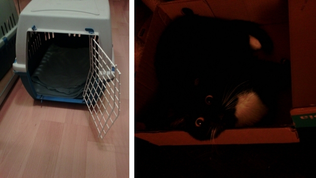 Jak jsme jeli k veterináři (a zase zpátky)