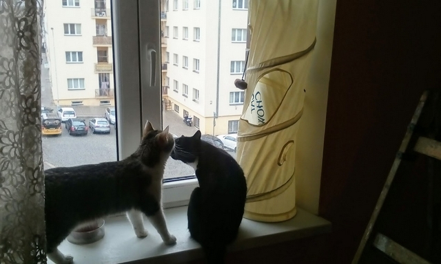 Sousedi, požár, pád a dvůr. A kdo to počůral?