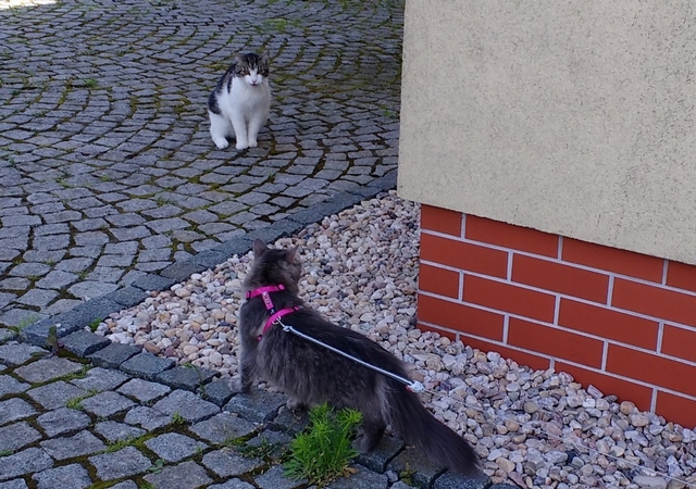 Jak jsme měli návštěvu, aneb jak mě přijely navštívit tetičky z MK – část II.