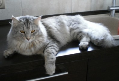 Jackpot JADOR Siberian Heart: 