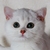 Vločka Issis Gatto Selvatico