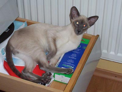 Simon de Siamese: Simoko:)