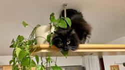 Vyzkouel jsem i druhou rampu v kuchyni &#128514;