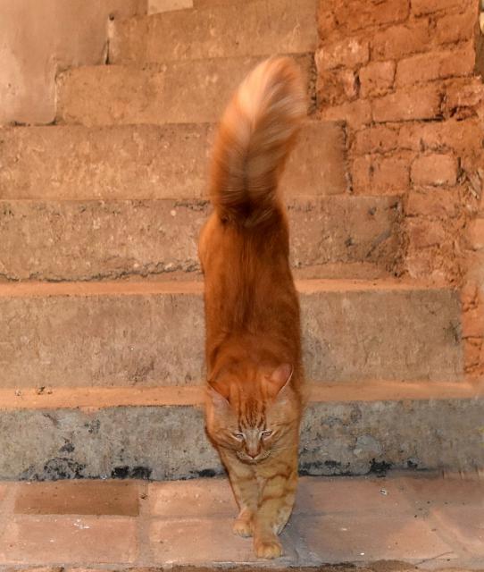 1/3 Do sklepa nem�me chodit, tak se sna��m splynout s okol�m.