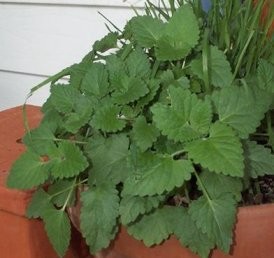 anta koi (nepeta cataria)