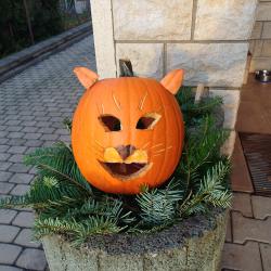 Lbil se nm dov koik u vchodu na veterinu.