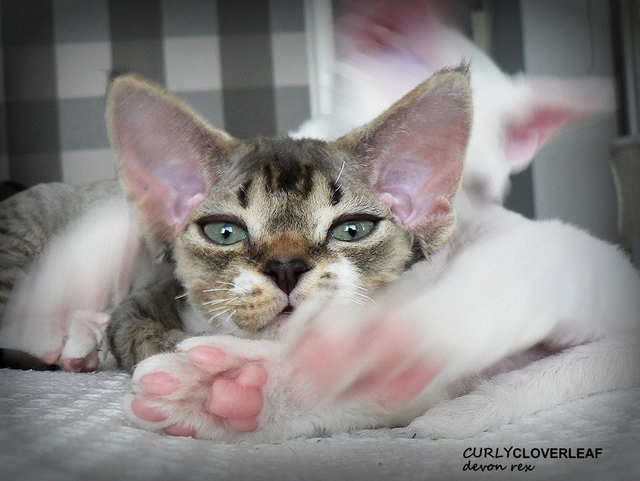 Devon rex