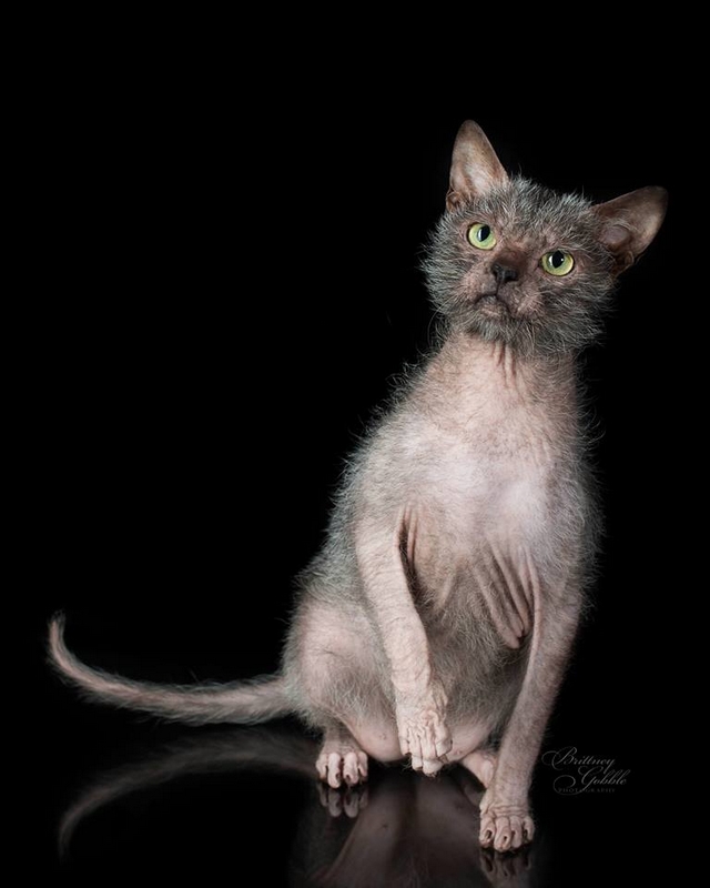 Koka Lykoi