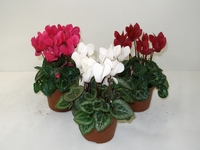 Brambok, Cyclamen