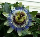 Muenka, Passiflora