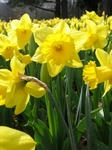 Narcis, Narcissus