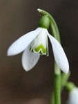 Snenka, Galanthus