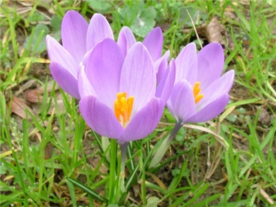 afrn, krokus, Crocus