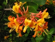 Zimolez, Lonicera