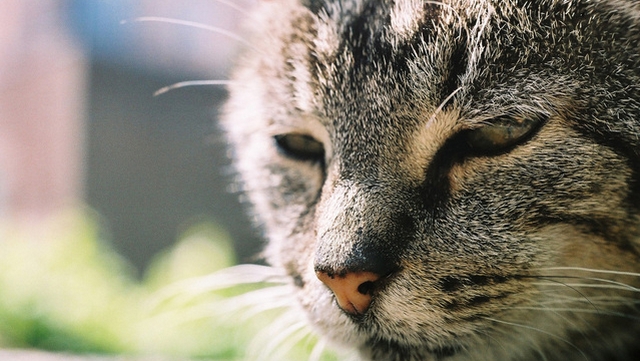 Veterinrn poradna: rlivost u koky