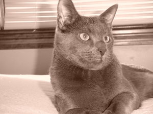 Kočka / Cat