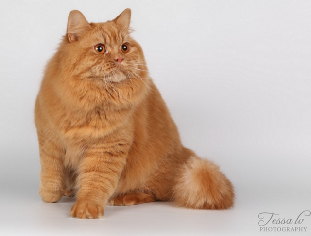 Britsk dlouhosrst koka / British Longhair Cat