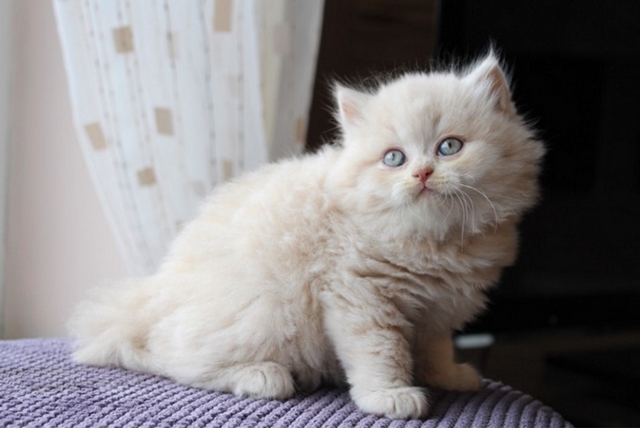 Britsk dlouhosrst koka / British Longhair Cat