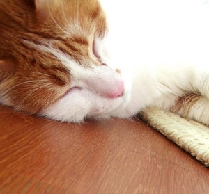 Kočka / Cat