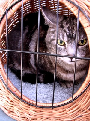 Kočka v košíku / Cat in a basket