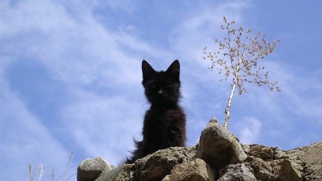 Veterinrn poradna: Nemocn (zakalen) oko u kotte