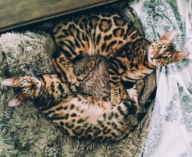 Fotočlánek: Bengálské duo září na internetu