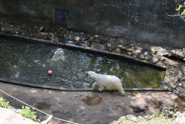 ZOO Brno - vkendov nvtva