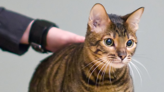 Toyger