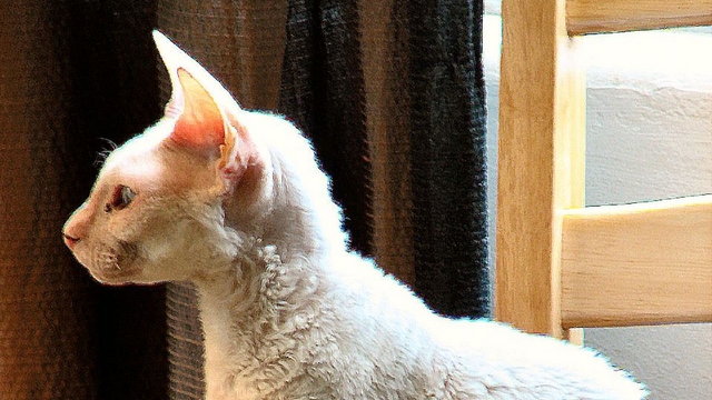 Cornish rex