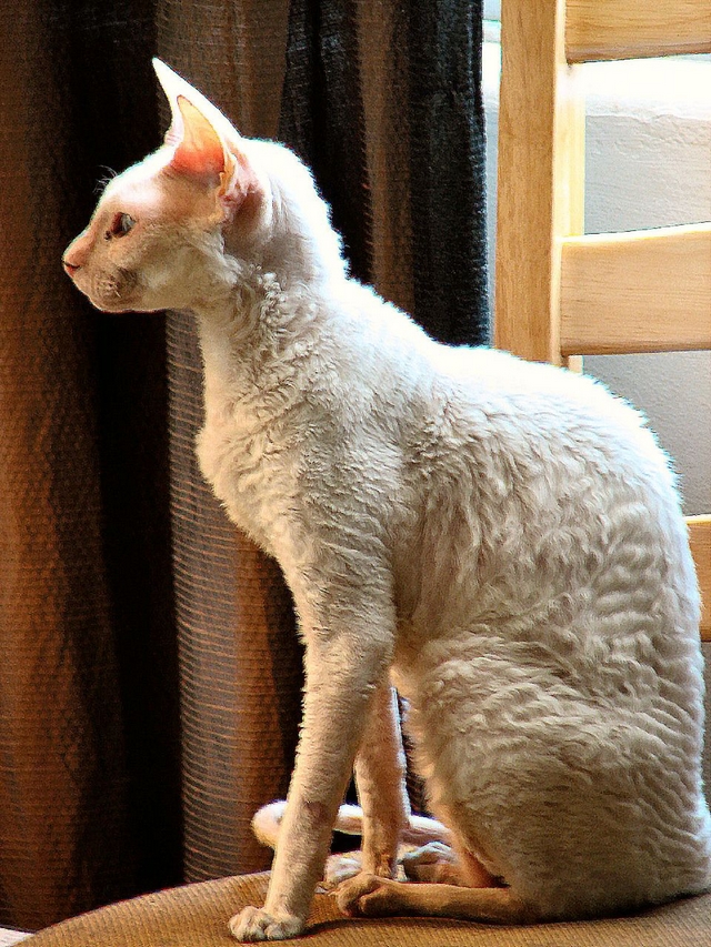 Plemeno koek Cornish rex