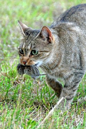 Veterinrn poradna: Pro moje koka nesn my celou?