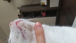 Veterinární poradna: Lupy a škrábání srsti
