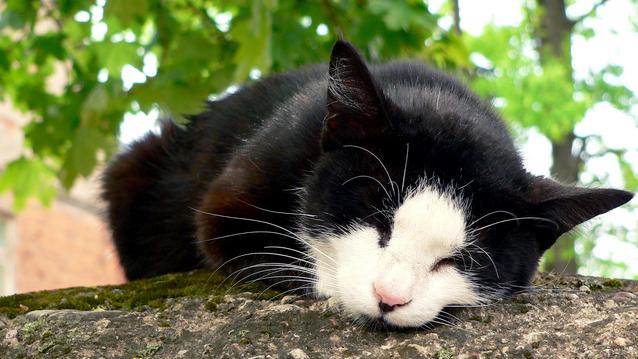 Veterinrn poradna: Chronick selhvn ledvin u koky