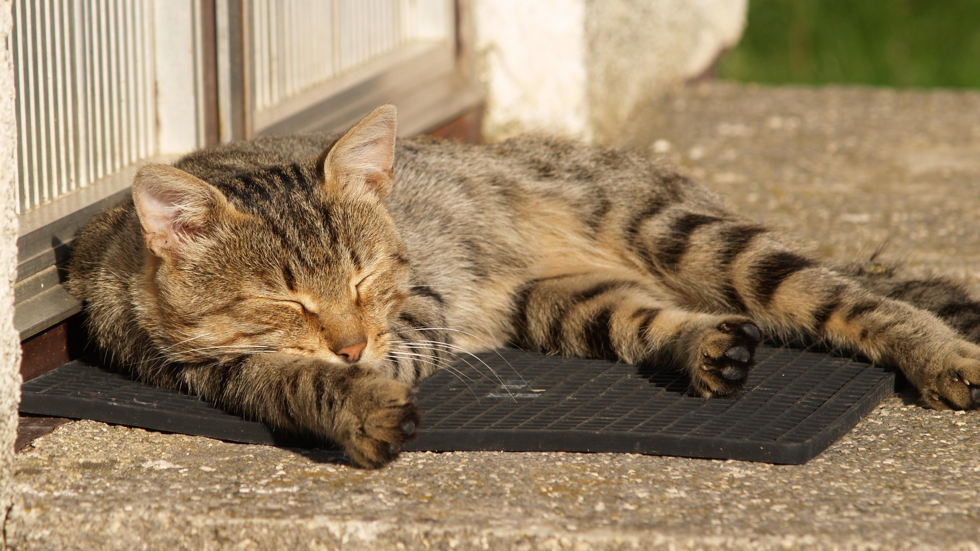 Veterinrn poradna: Je problm, kdy zdrav koka ujd granule koce na diet?