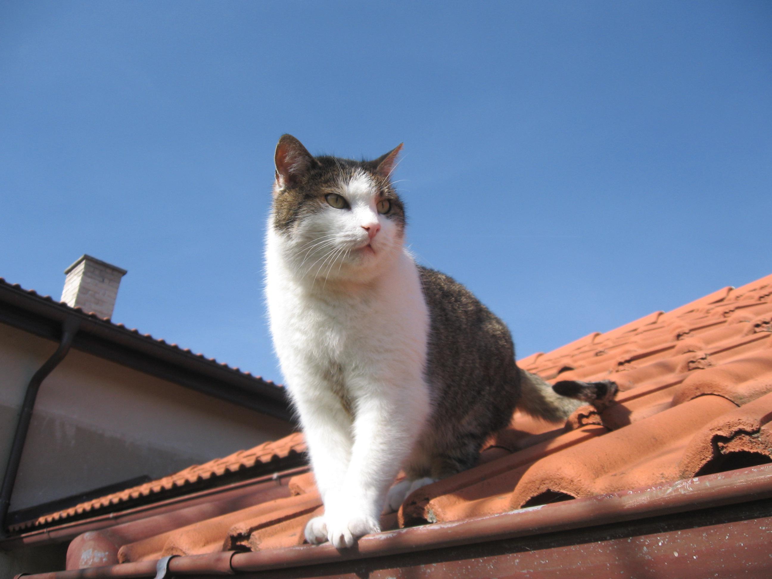 Veterinrn poradna: Koka chod mimo zchod