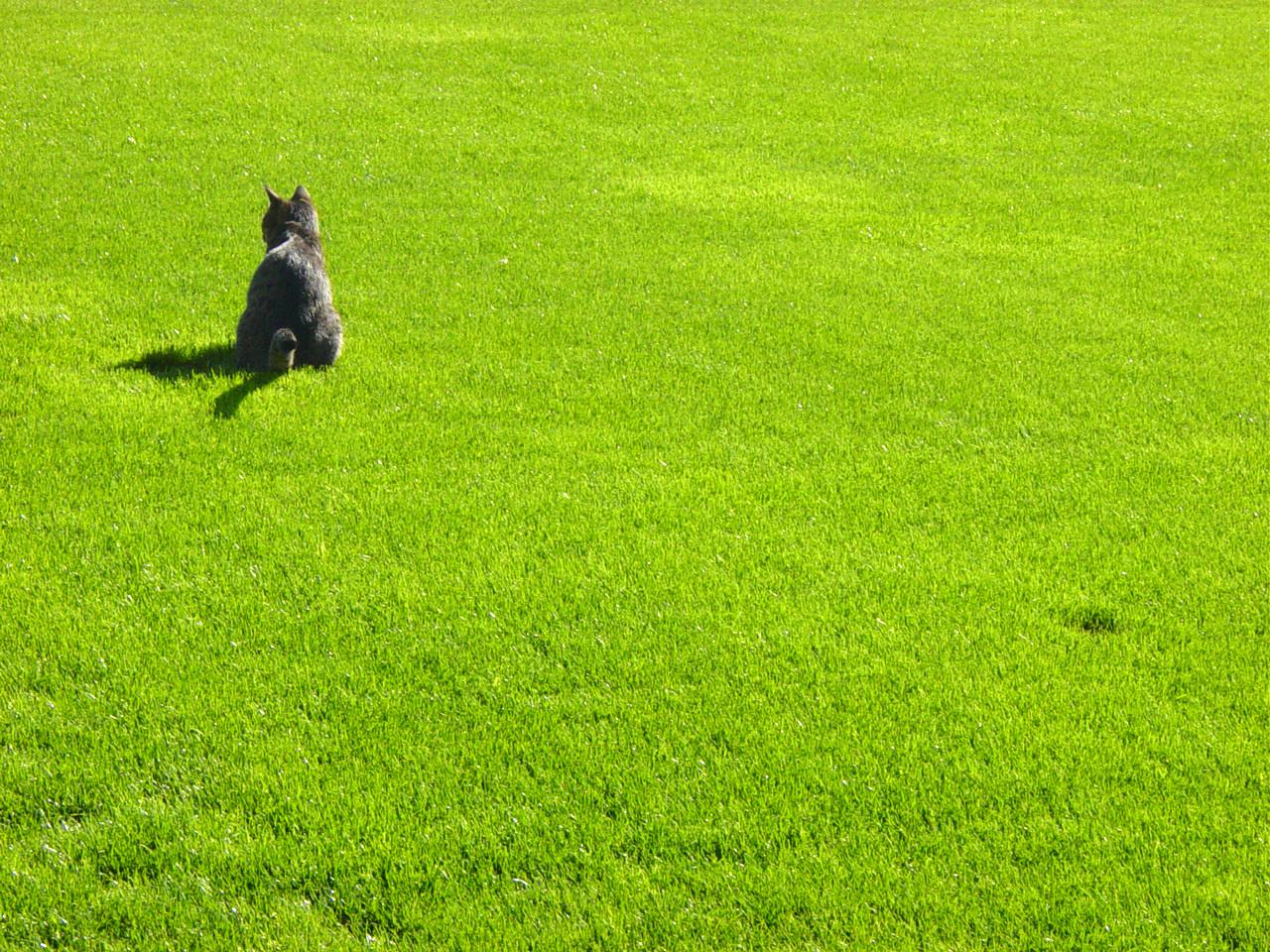 Veterinrn poradna: Jak poznat otravu Stutoxem na huben hlodavc?