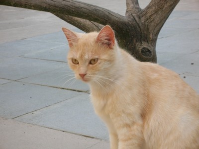 Ilustrační foto. (c) Modrý kocouř.cz