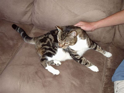 Quasi odpočívá na 'škrabadle'