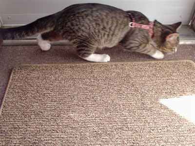 Kotě čichá u dveří, protože tam sedím s nastraženýma ušima já - šestiprsťák mainský