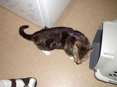 Quasi u přepravky. Nevypadá jako obr